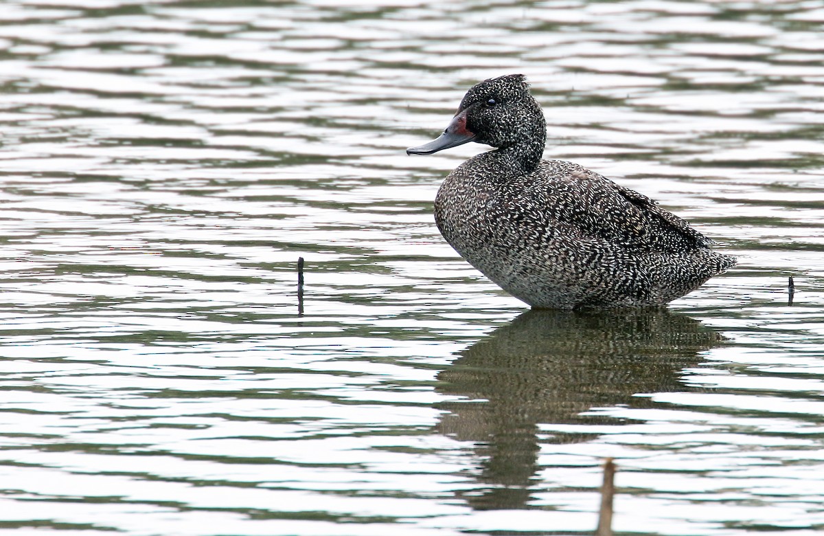 Freckled Duck - ML31188141