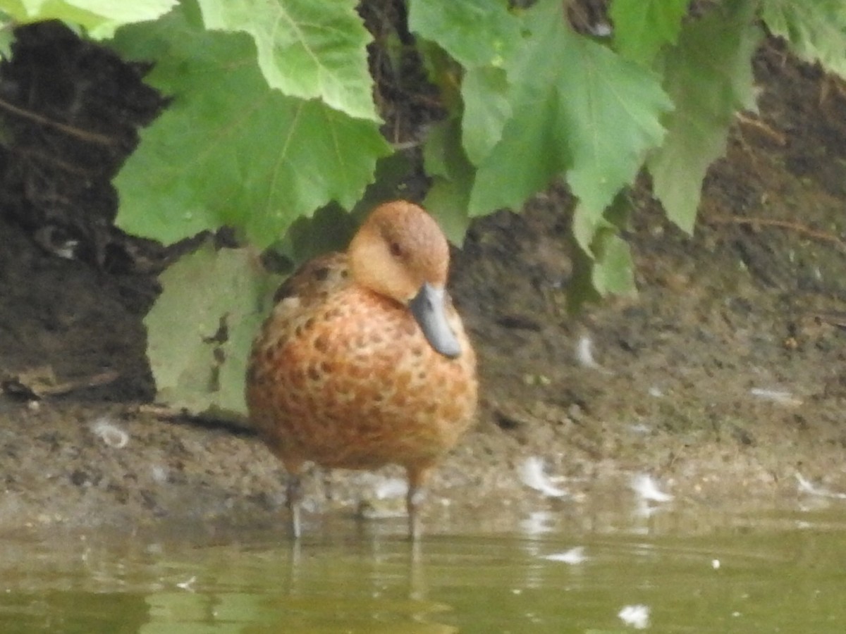 Chestnut Teal - ML311881561