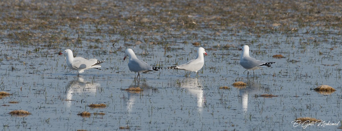 Audouin's Gull - ML311884661