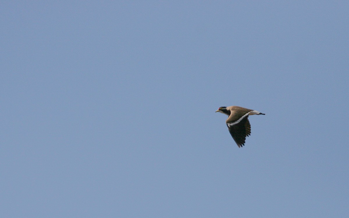 Banded Lapwing - ML311885591