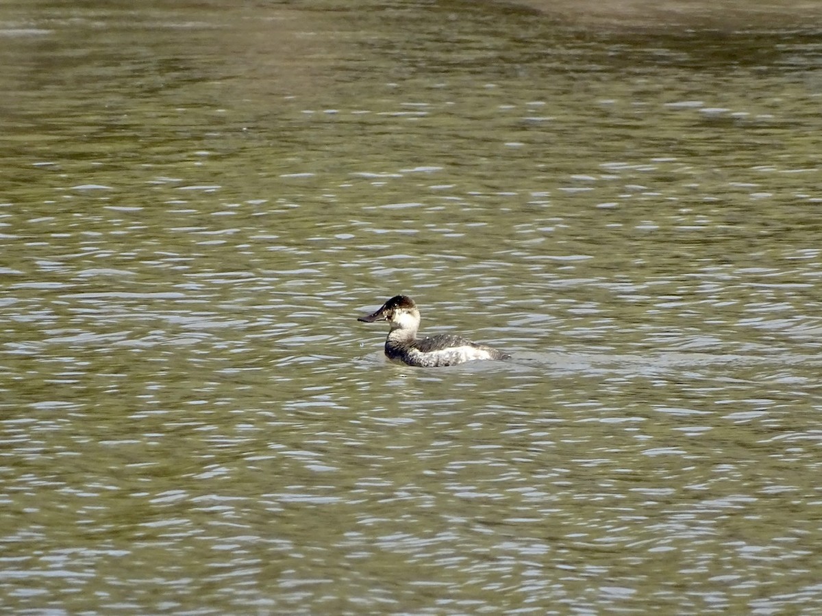 Ruddy Duck - ML311887361