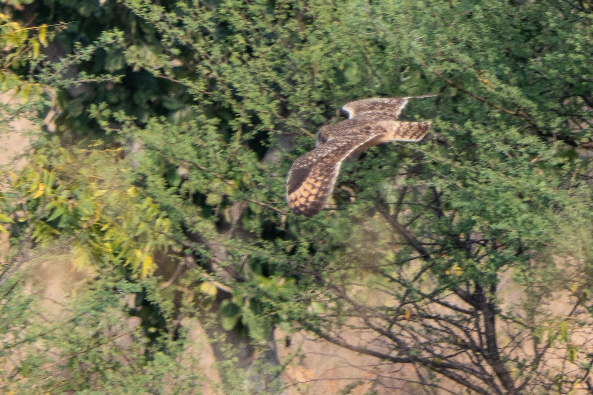 Short-eared Owl - ML311887941