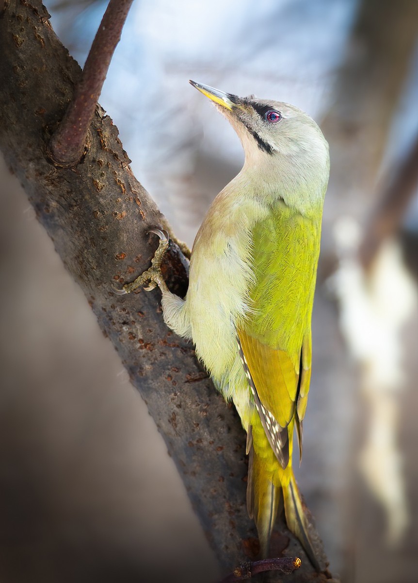Gray-headed Woodpecker - ML311888481