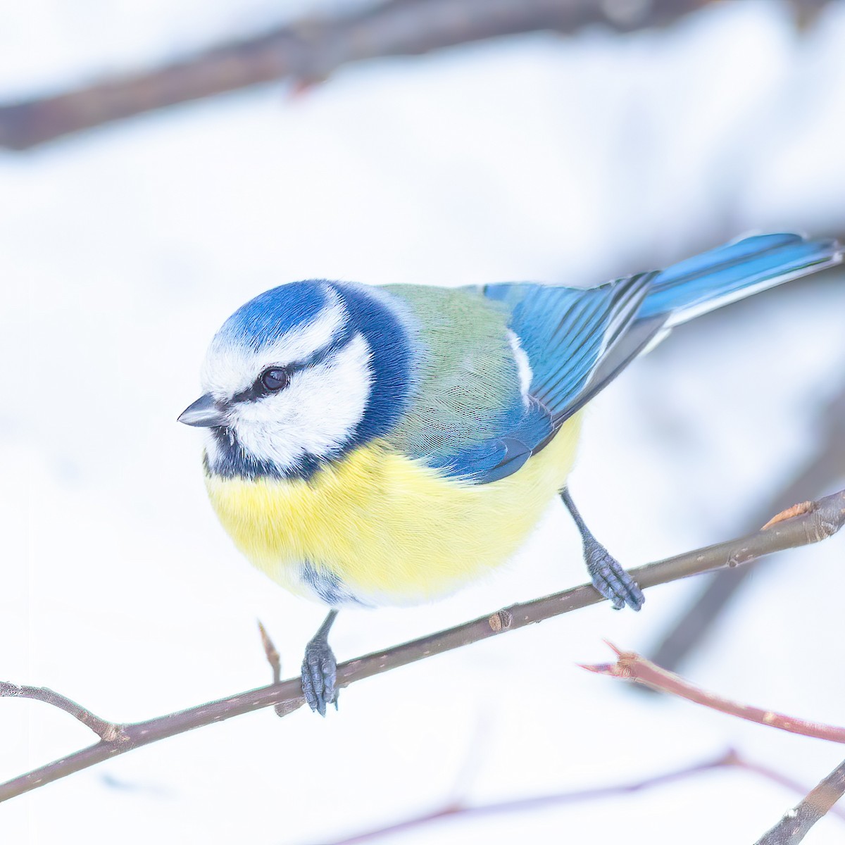 Eurasian Blue Tit - ML311888491