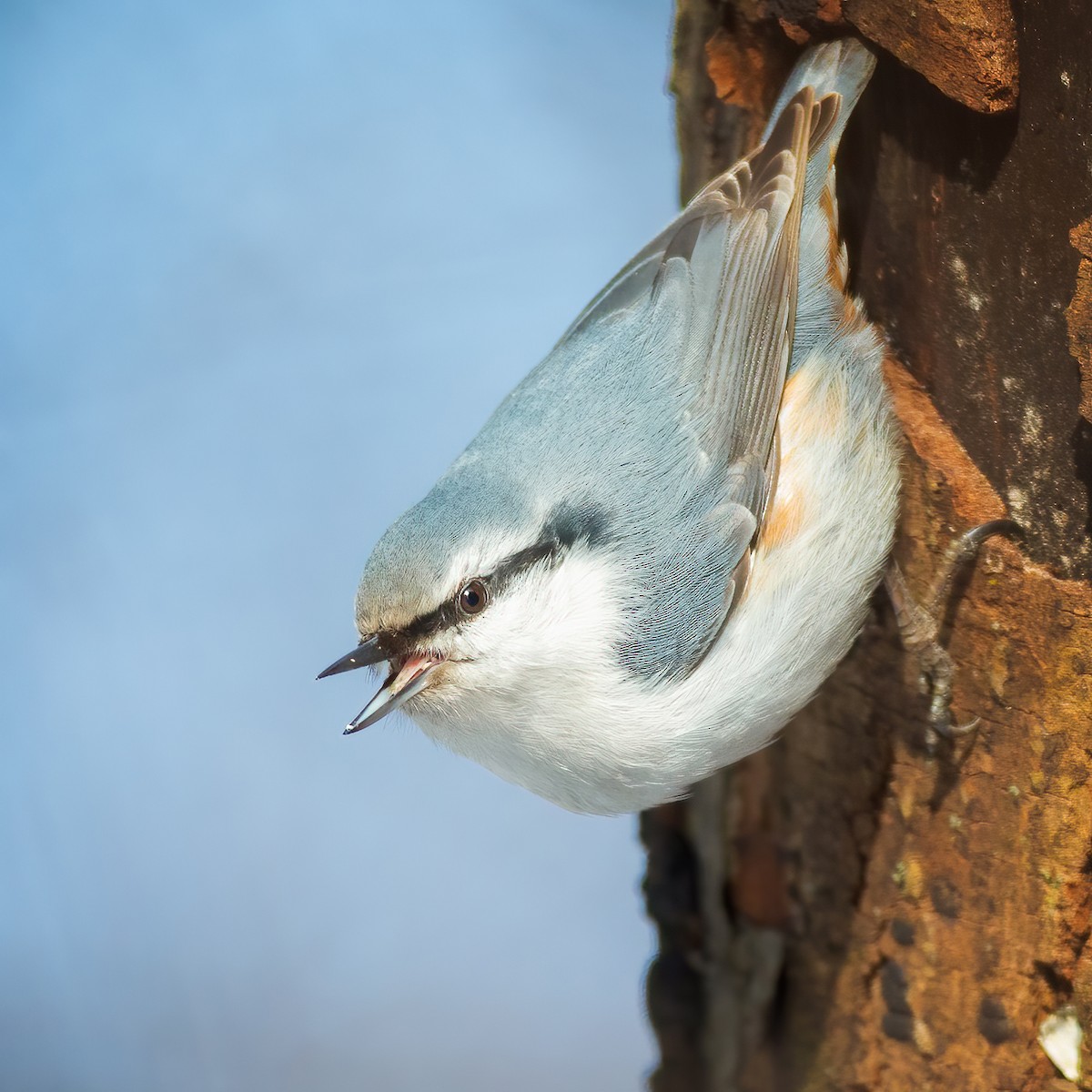 Eurasian Nuthatch - ML311888551