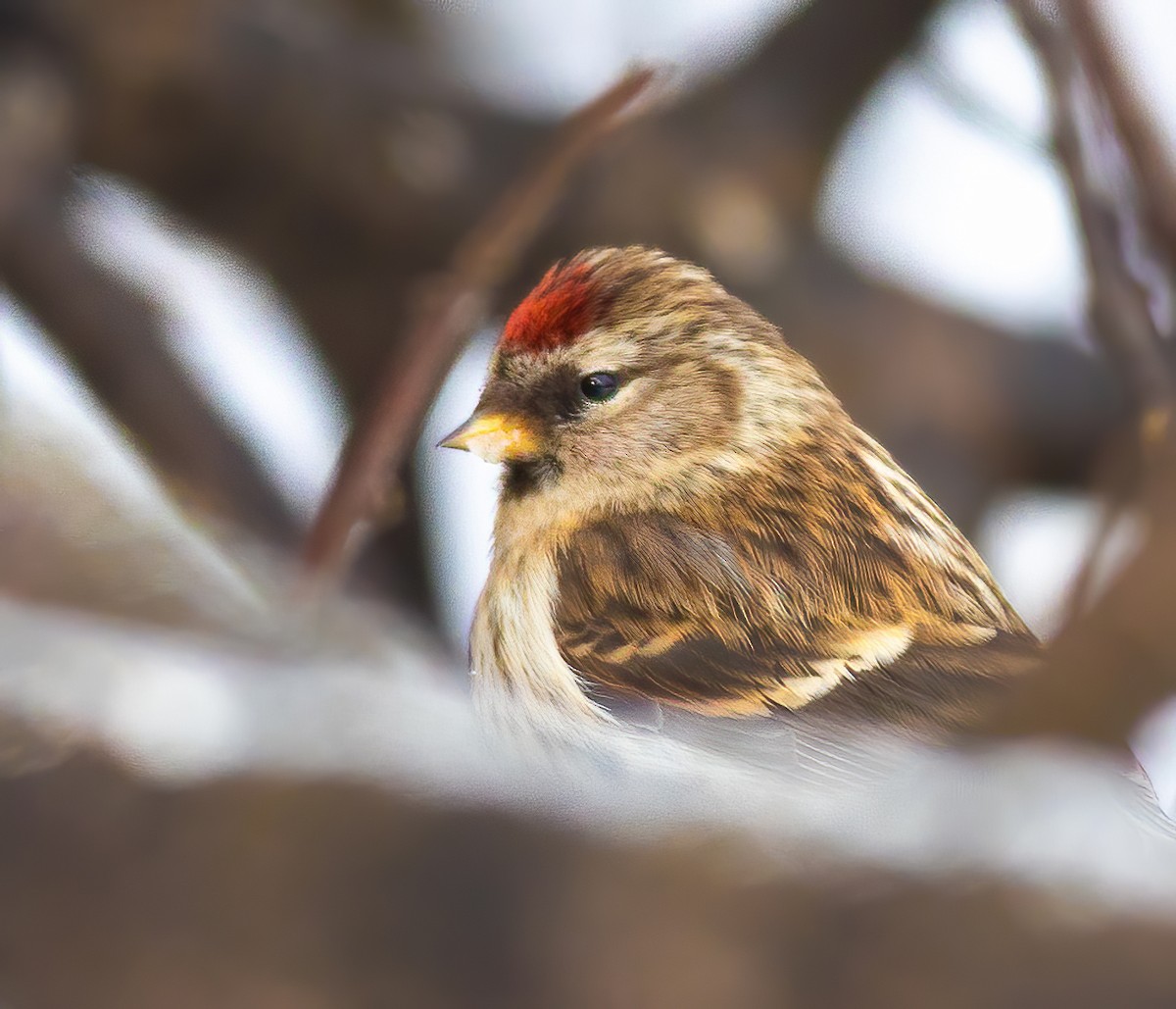 Redpoll (Common) - ML311888591