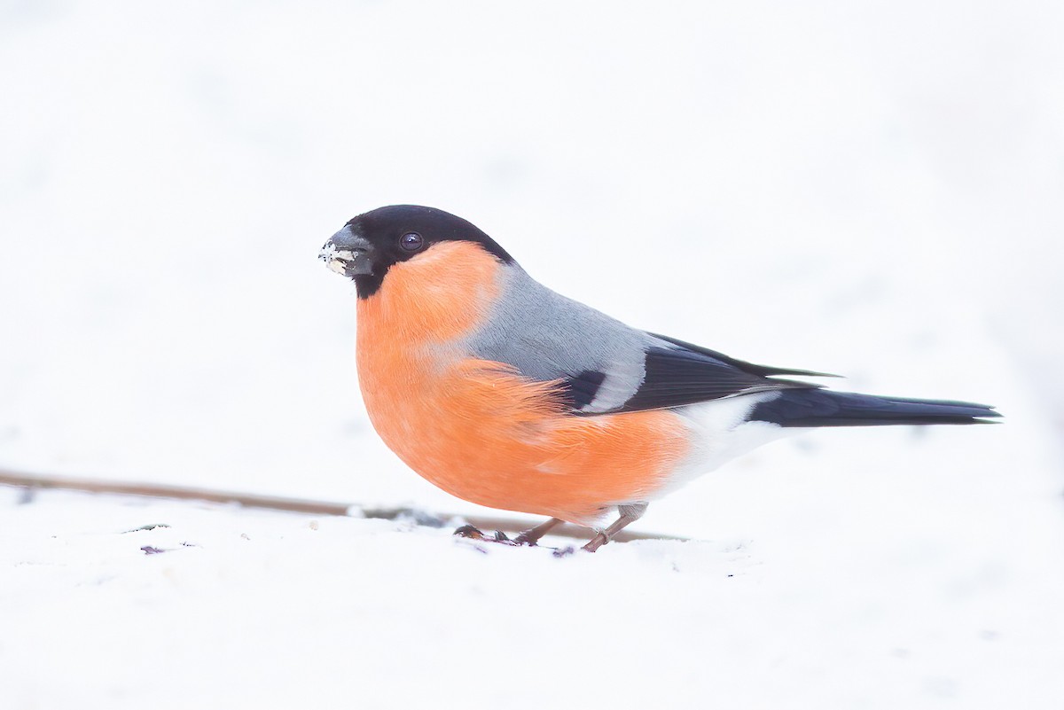 Eurasian Bullfinch - ML311888641