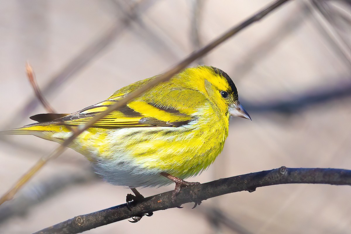 Eurasian Siskin - ML311888691