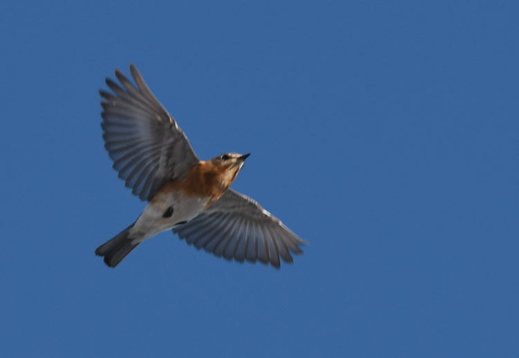 Eastern Bluebird - ML311889931