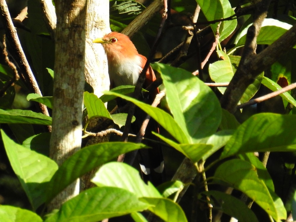 Squirrel Cuckoo - ML311890191