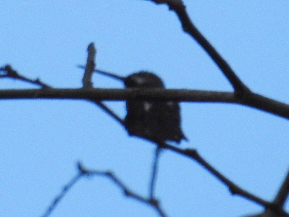 Long-billed Starthroat - ML311890301