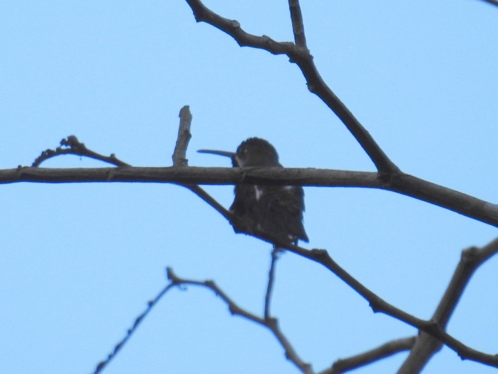 Long-billed Starthroat - Fernando Nunes