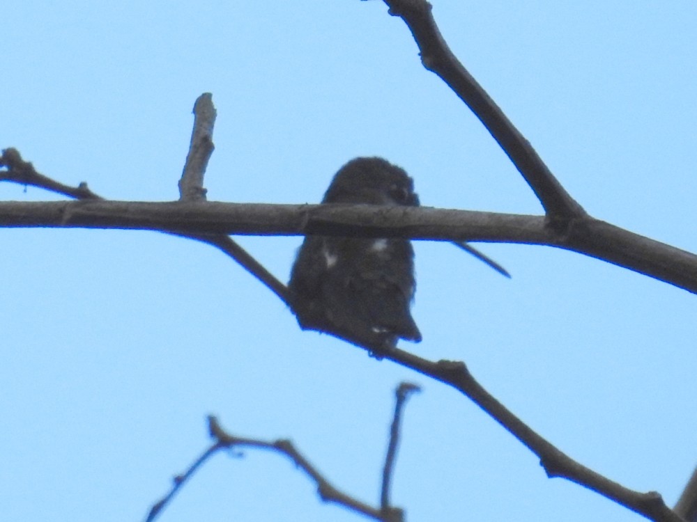 Long-billed Starthroat - ML311890381