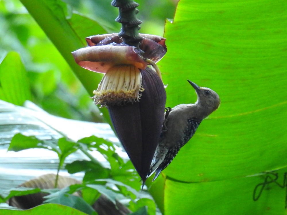 Red-crowned Woodpecker - ML311890591