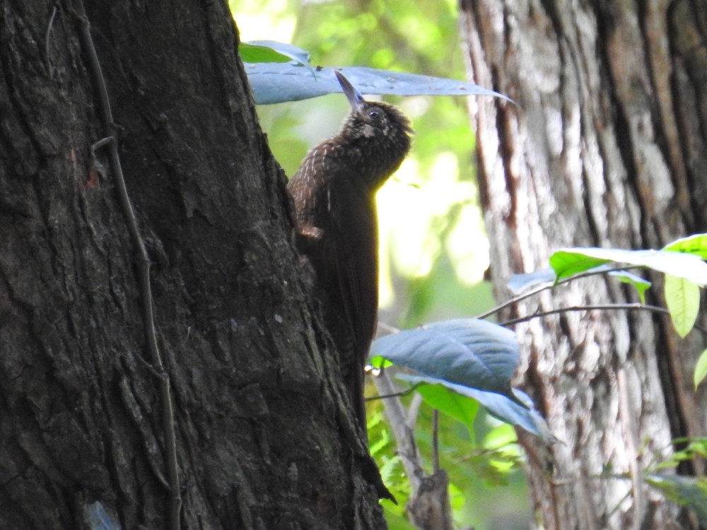 Cocoa Woodcreeper - ML311890741