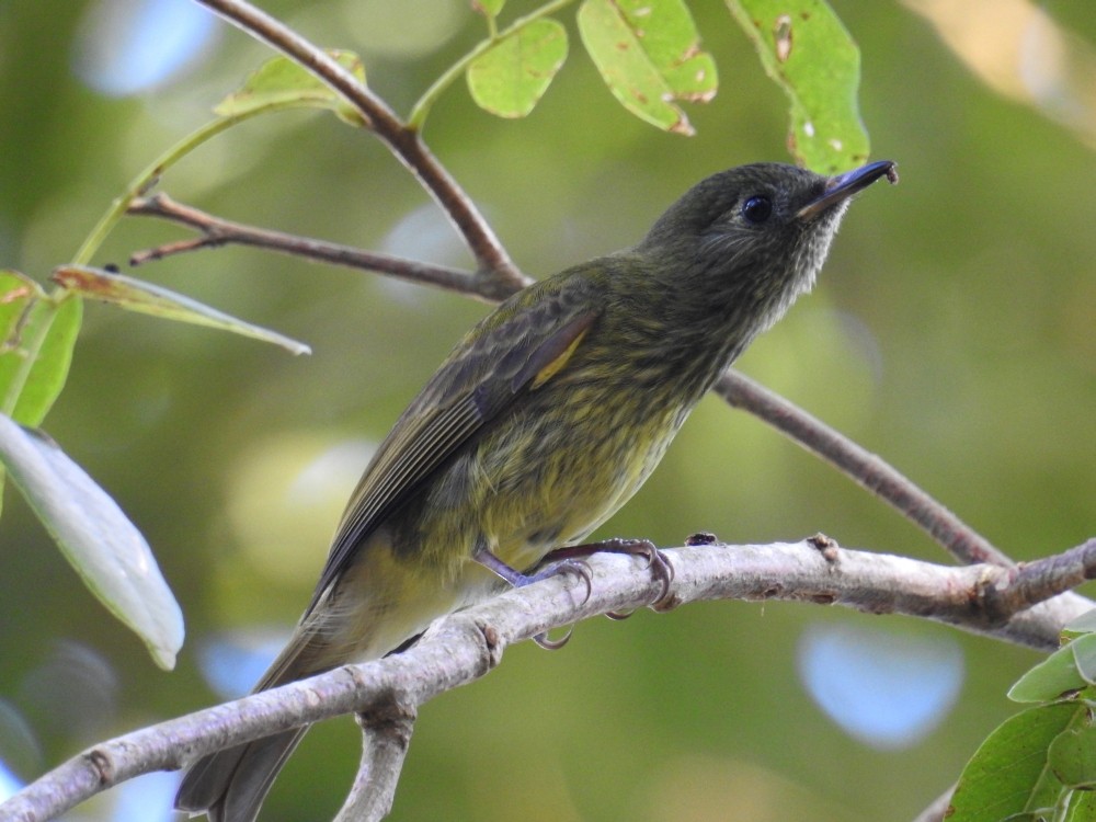 Olive-striped Flycatcher - Fernando Nunes