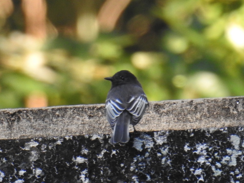 Black Phoebe - ML311890851