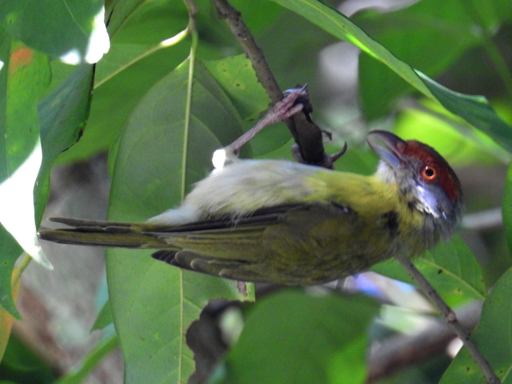 Rufous-browed Peppershrike - ML311891021