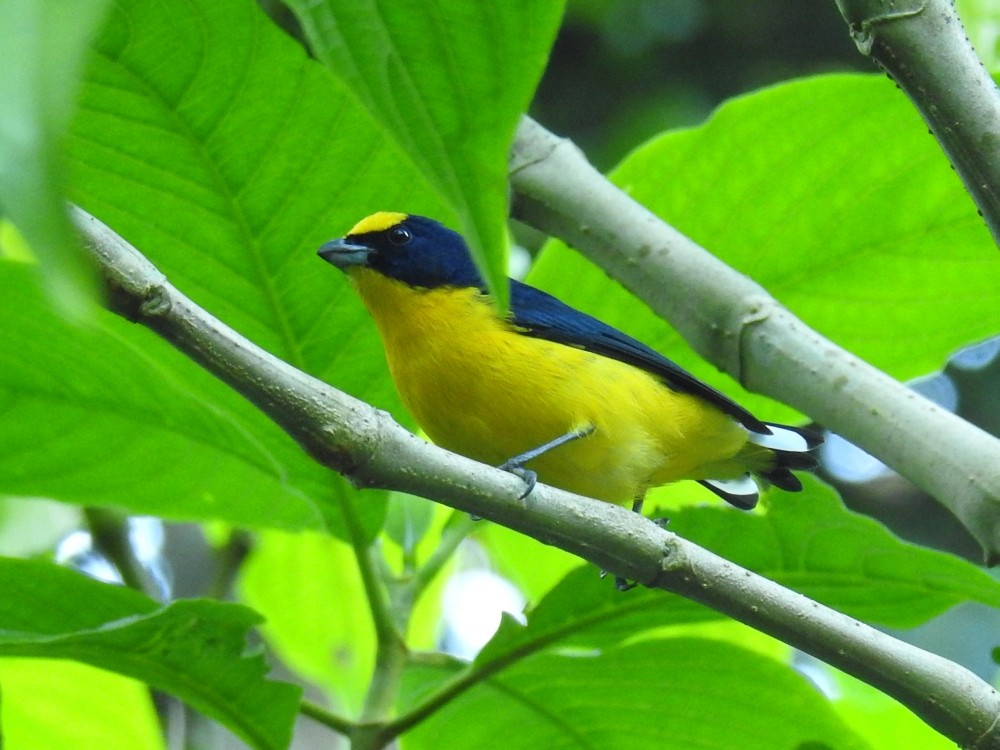 Thick-billed Euphonia - ML311891251