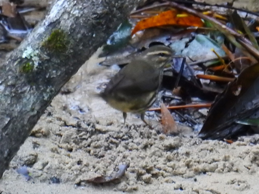 Northern Waterthrush - Fernando Nunes