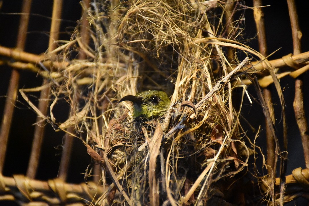 Olive Sunbird - ML311891831