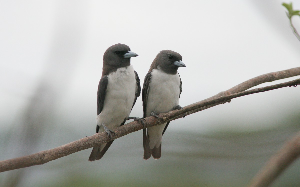 White-breasted Woodswallow - ML311893511