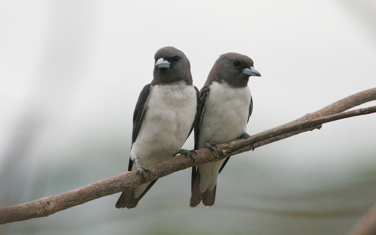 White-breasted Woodswallow - ML311893521