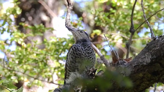 Chilean Flicker - ML311895081