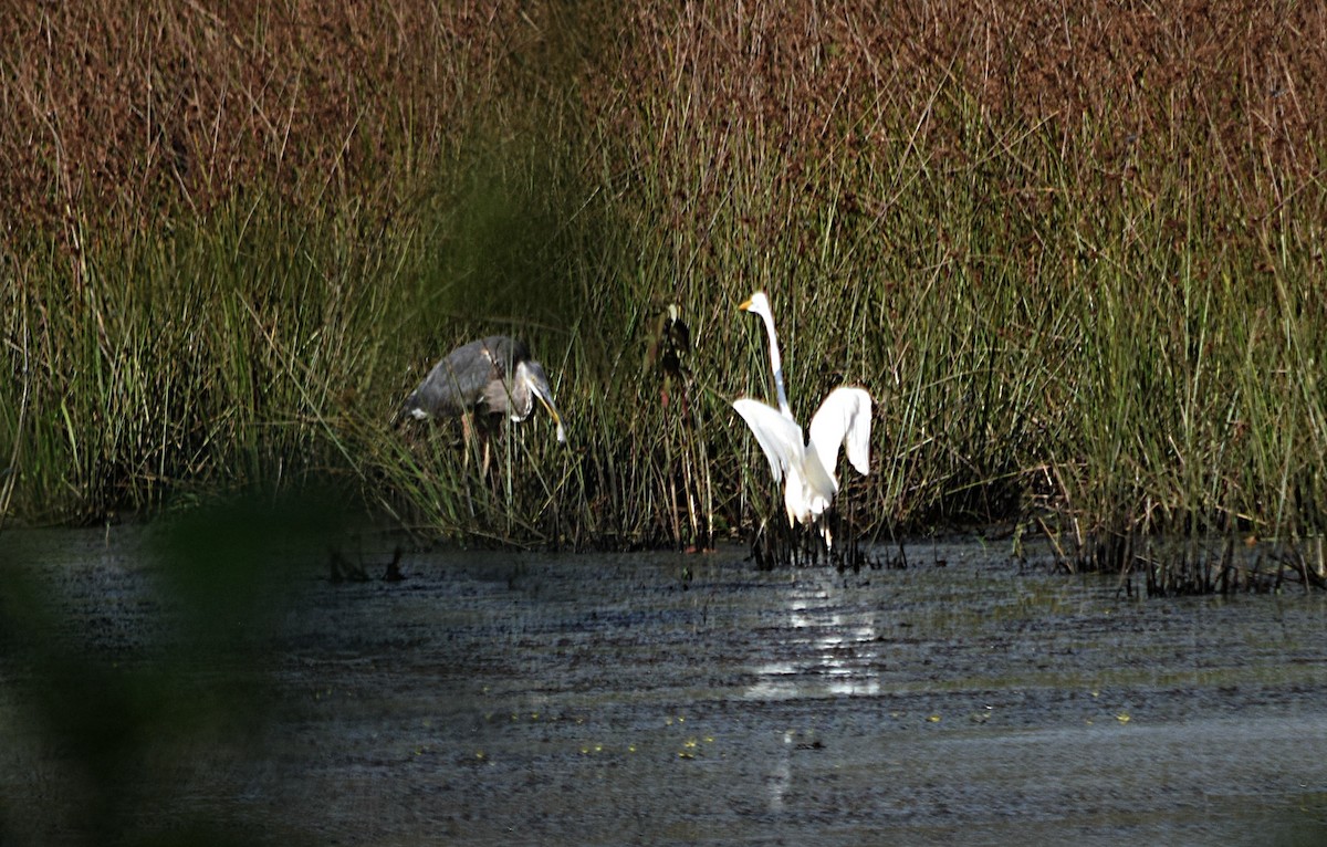 Great Blue Heron - ML31189561