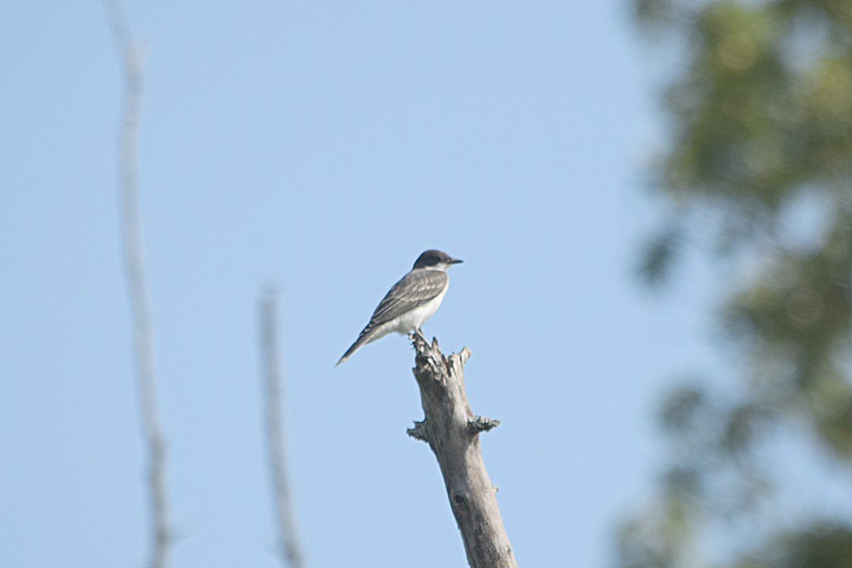 Eastern Kingbird - ML31189611