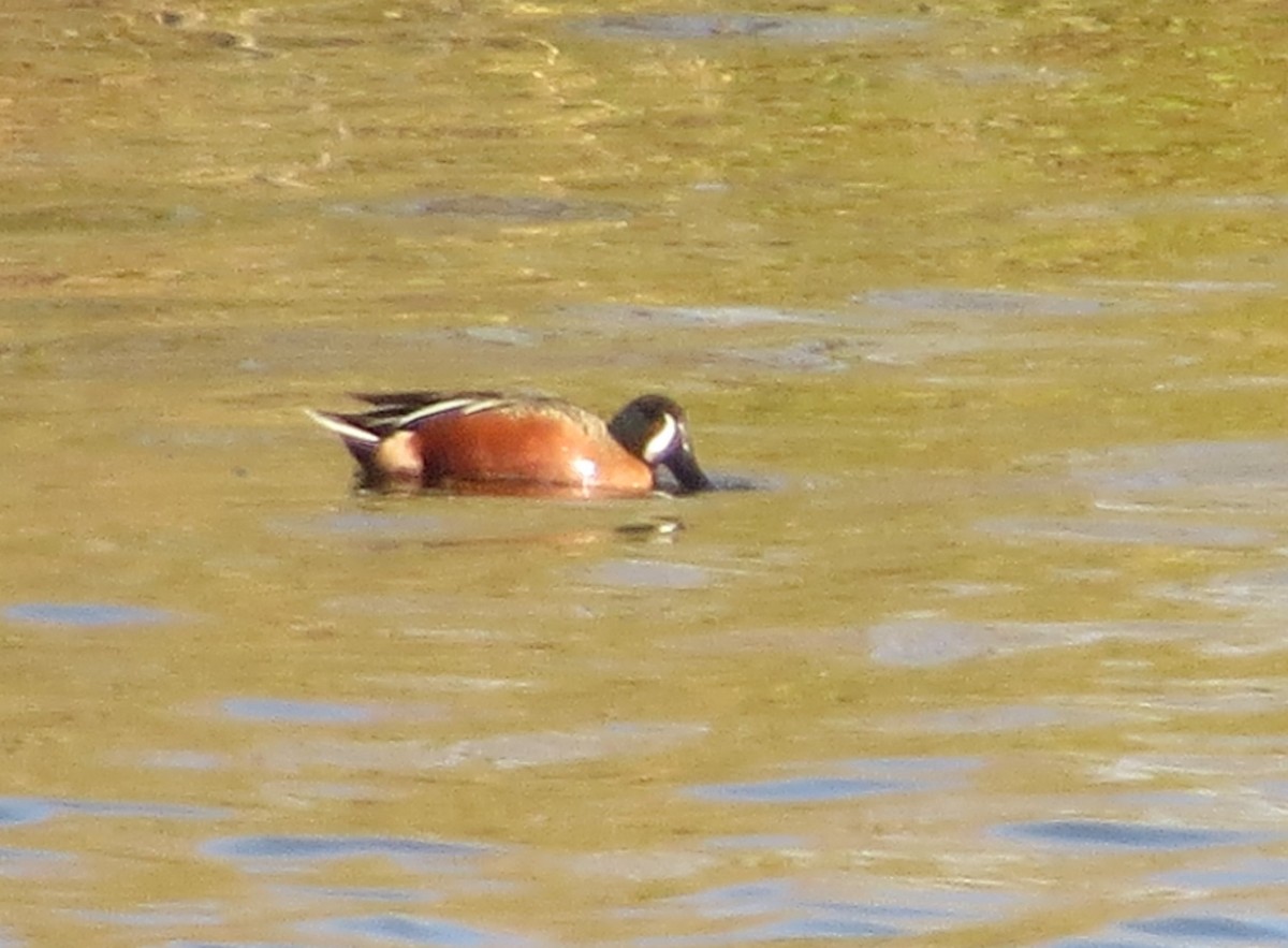 Cinnamon Teal x Northern Shoveler (hybrid) - ML311896441