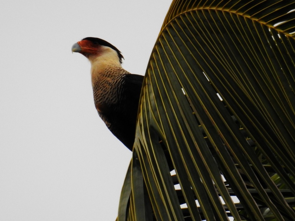 Caracara huppé (cheriway) - ML311897681