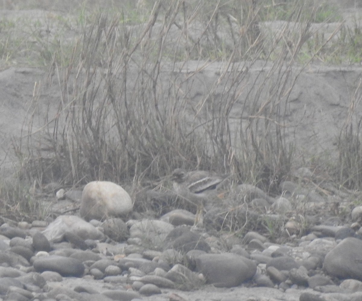 Indian Thick-knee - ML311899231