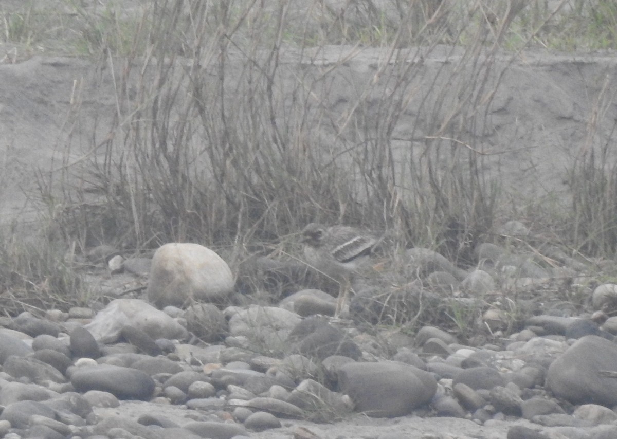 Indian Thick-knee - ML311899251