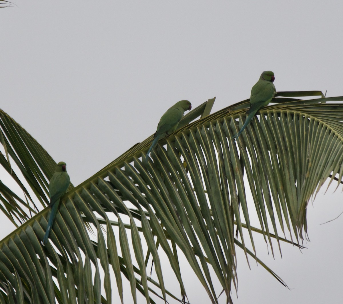 Rose-ringed Parakeet - ML311899351