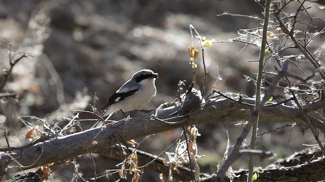 Pie-grièche migratrice - ML311899381