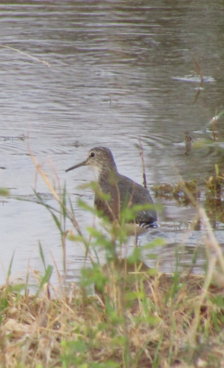Green Sandpiper - ML311899641