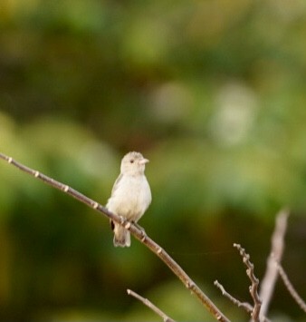 Pale-billed Flowerpecker - ML311900041