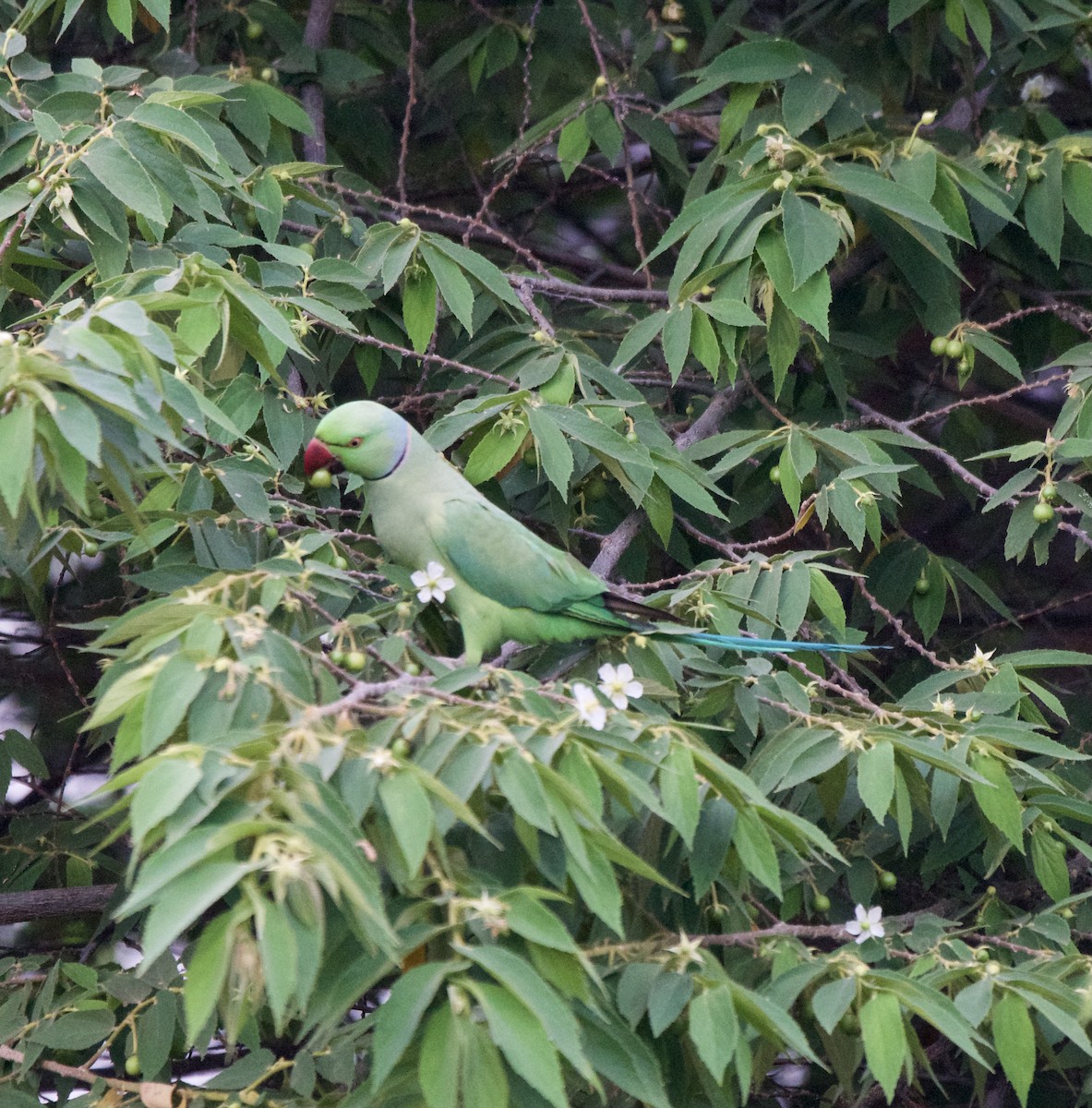 Rose-ringed Parakeet - ML311900701