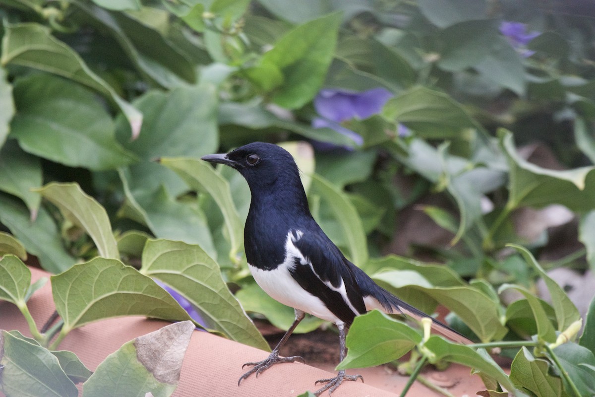 Oriental Magpie-Robin - ML311900881