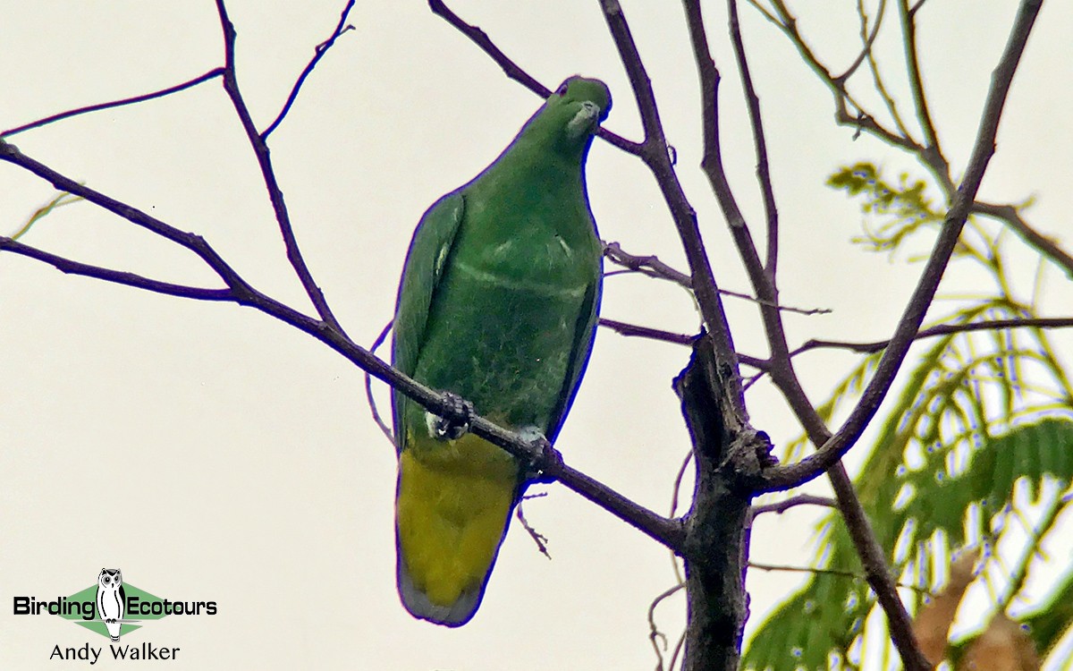 Cloven-feathered Dove - Andy Walker - Birding Ecotours