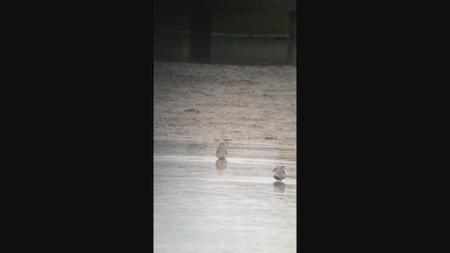 Stilt Sandpiper - ML311901081