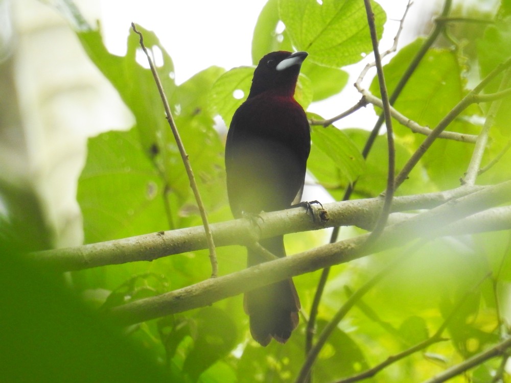 Silver-beaked Tanager - ML311901401