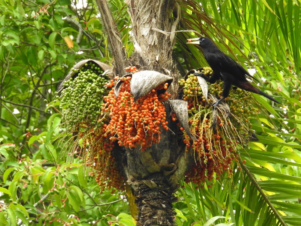 Crested Oropendola - ML311901551