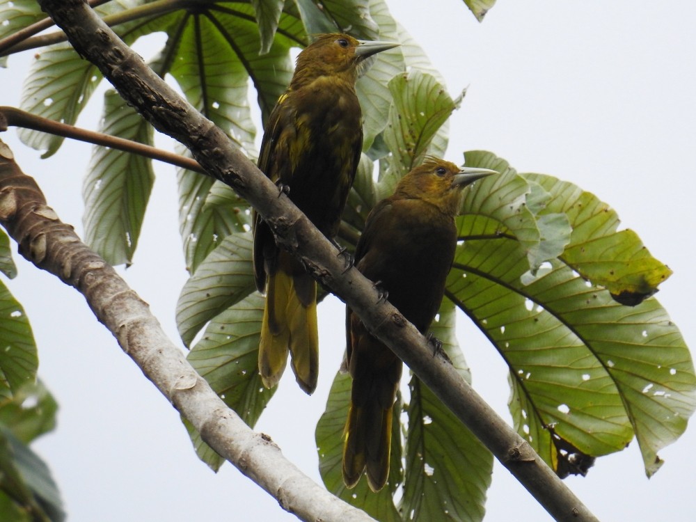 Russet-backed Oropendola - ML311901571