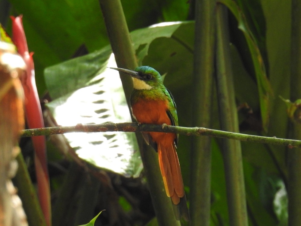 Rufous-tailed Jacamar - ML311901671