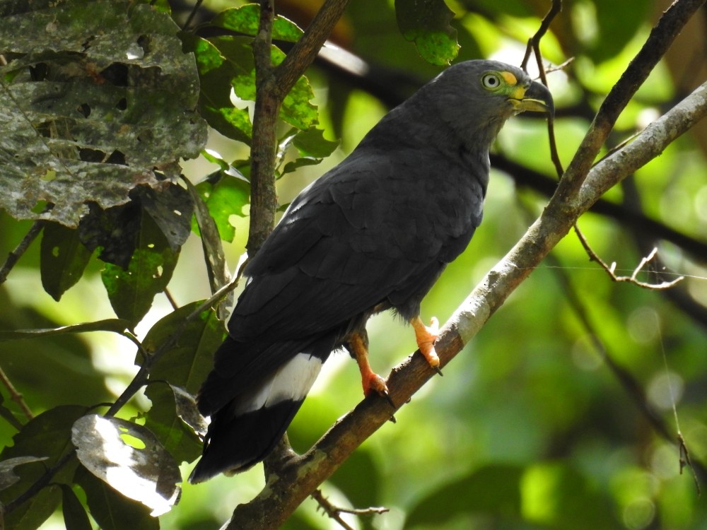 Hook-billed Kite - Fernando Nunes