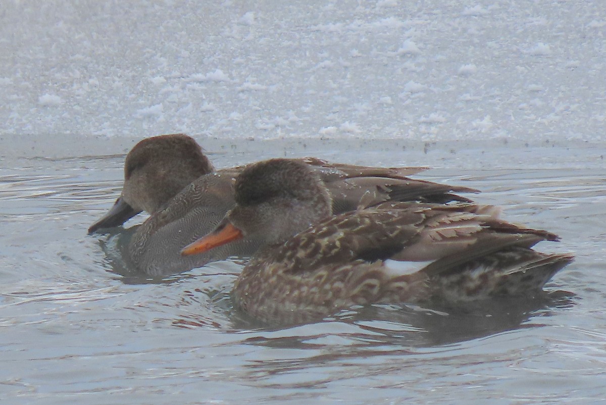 Gadwall - ML311901941