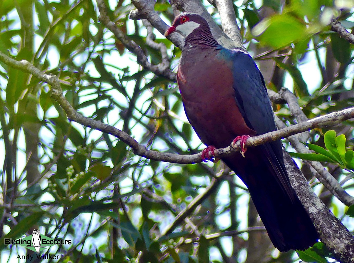 Metallic Pigeon - ML311902011