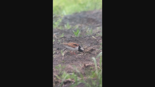 Ruddy Turnstone - ML311902131